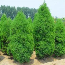 四季常青的綠化工程首選 蜀檜球與檜柏苗的長期供應(yīng)