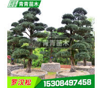 綠化苗木與綠化工程 構筑城市生態(tài)的基石